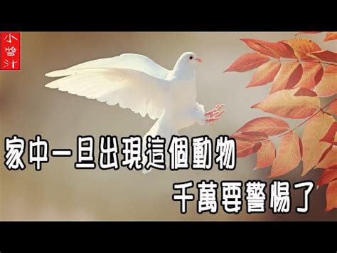 死鳥風水|【鳥死在家門口】鳥死在家門口：替人擋災的吉兆？還是潛在危。